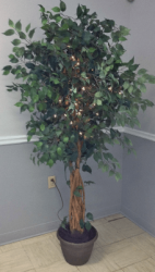 Ficus Tree (6 ft.)